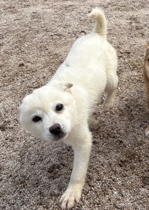 홍성보호소 입양 홍보 tweet media