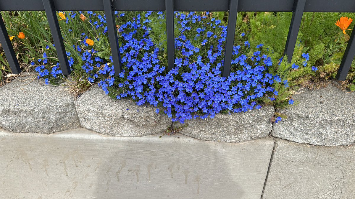 sunshine boy tweet media