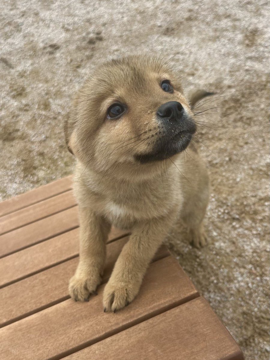 홍성보호소 입양 홍보 tweet media