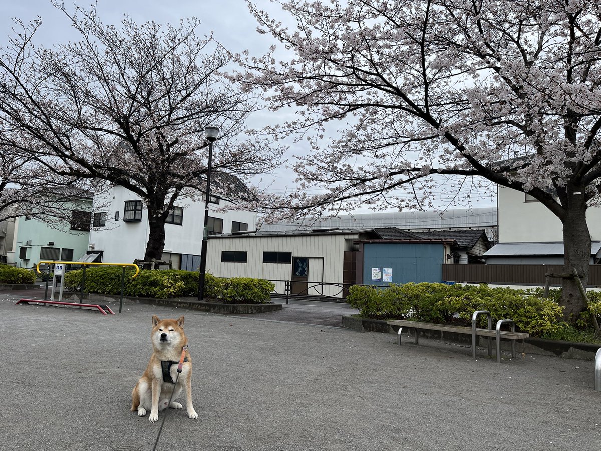 SCRATCH COFFEE 四つ木 tweet media