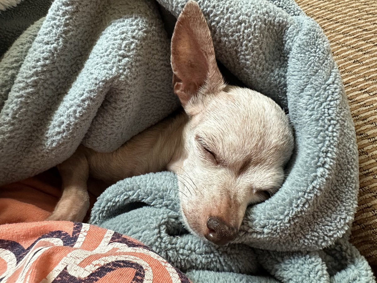 TweetyExpert @ StJudePlayLive tweet media