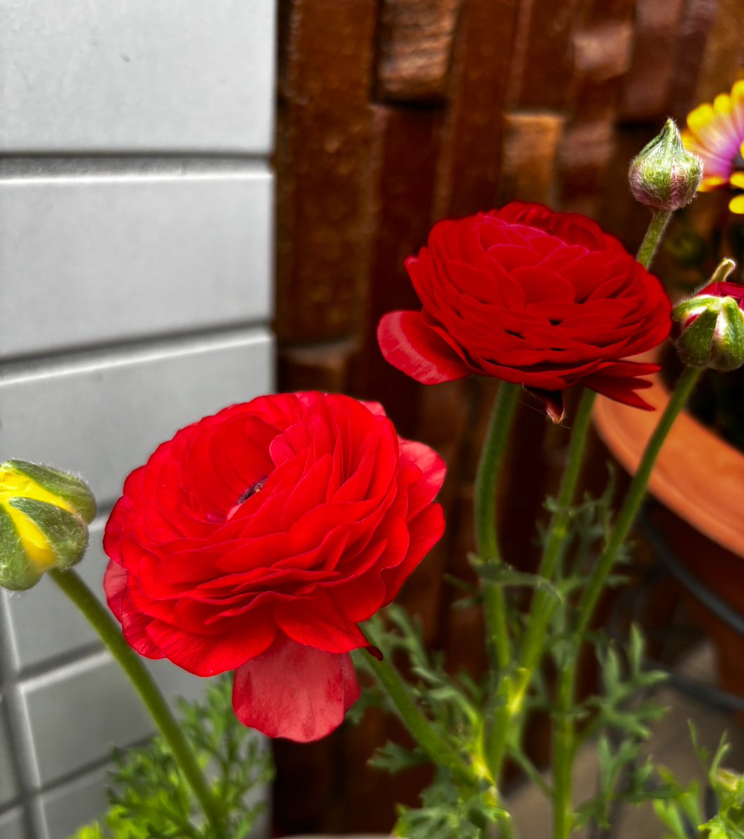 東京荷札印刷株式会社【公式】 tweet media