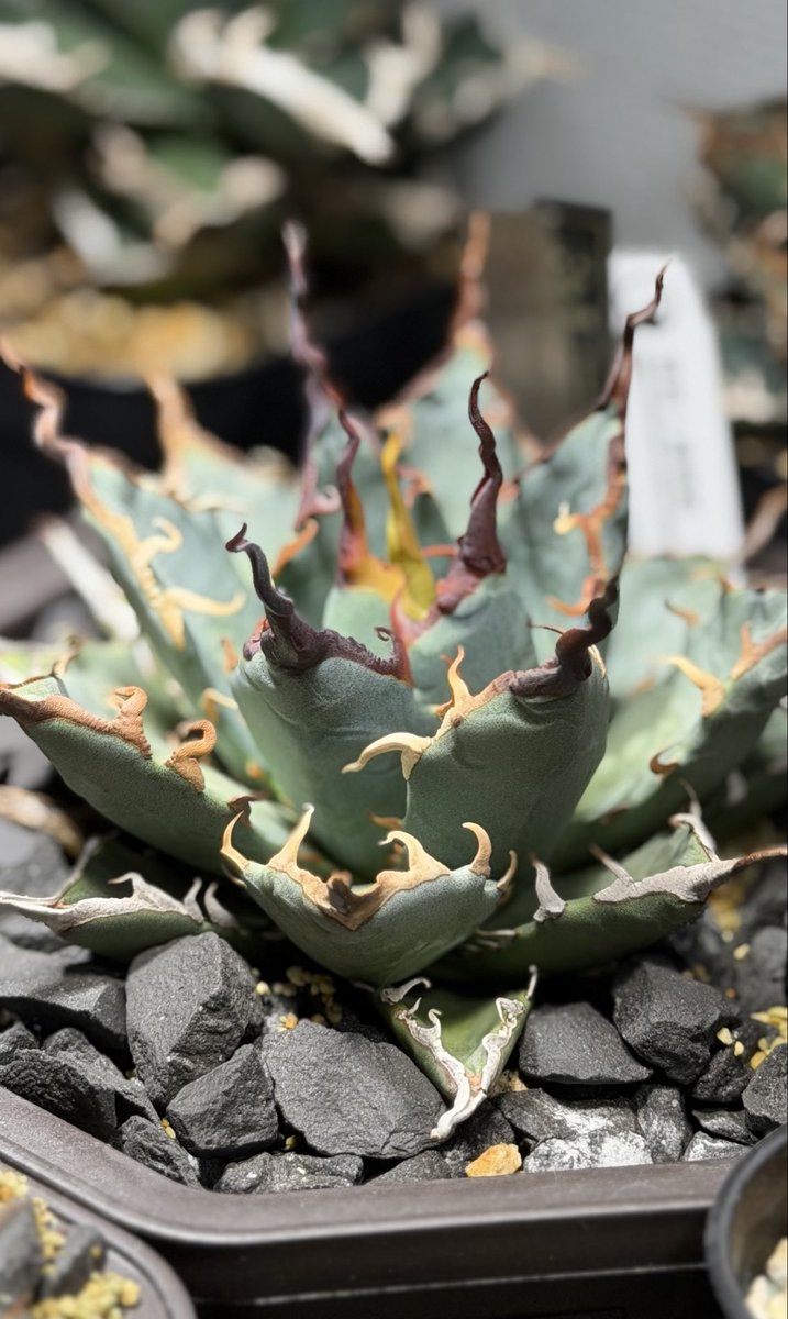 カイマン tweet media