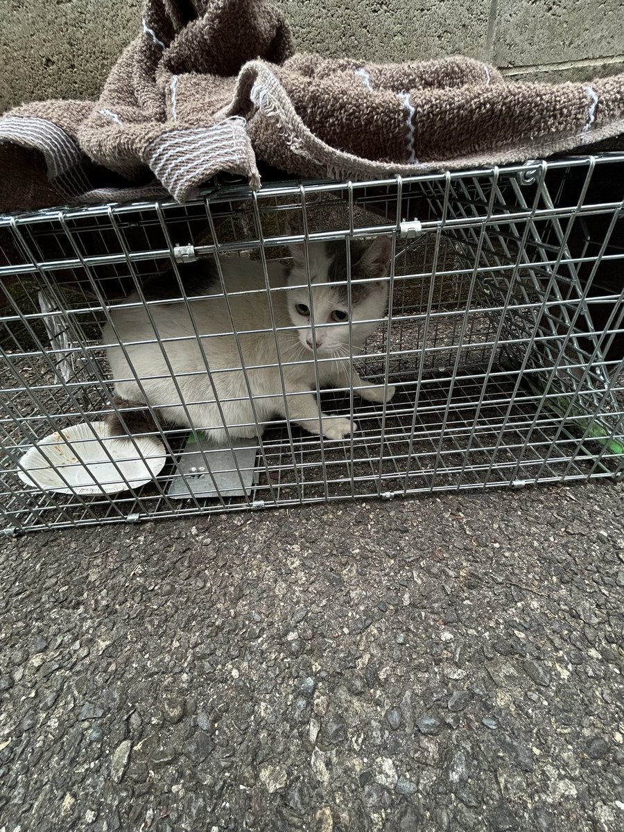 動物専用 tweet media