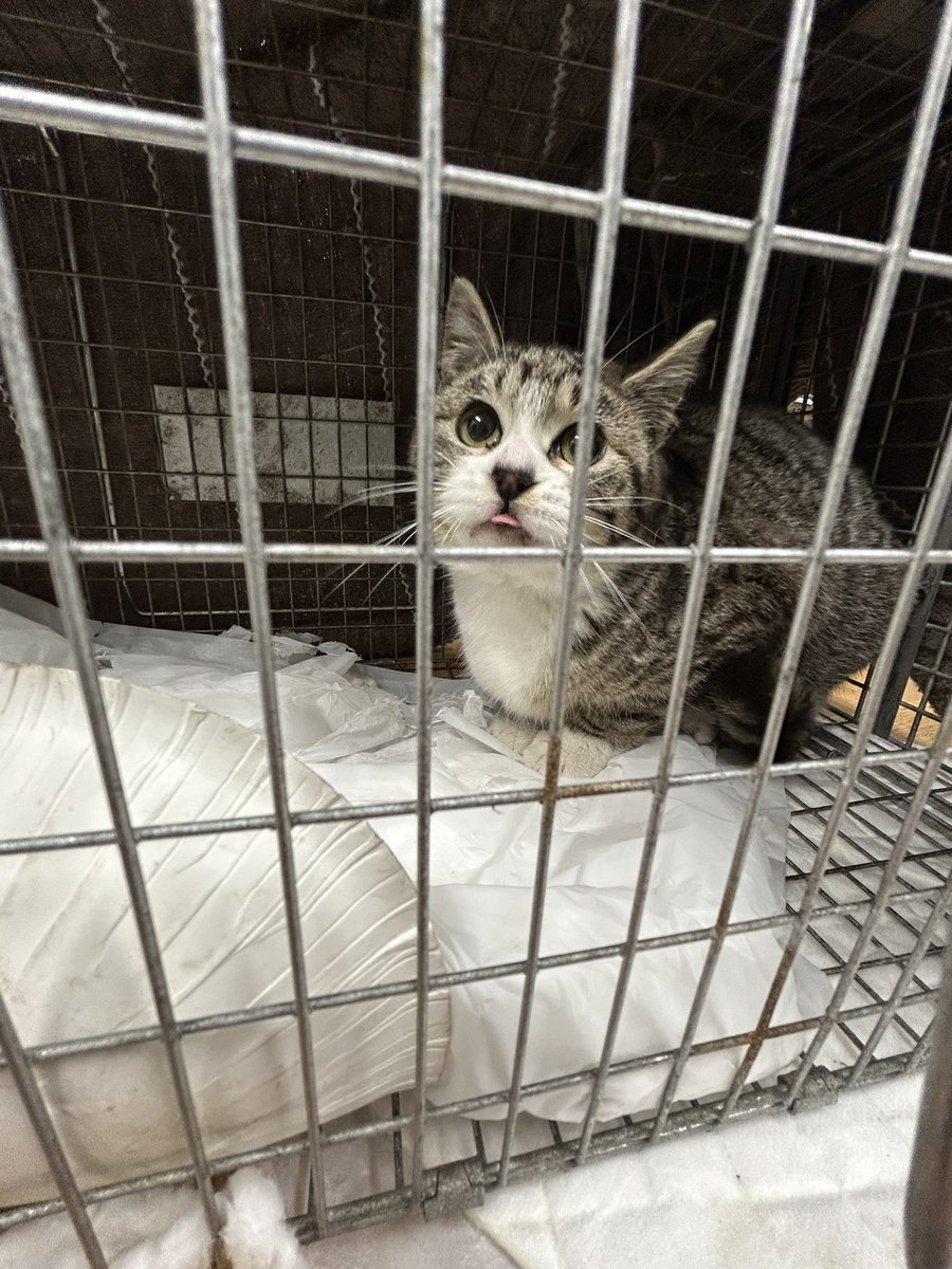 動物専用 tweet media