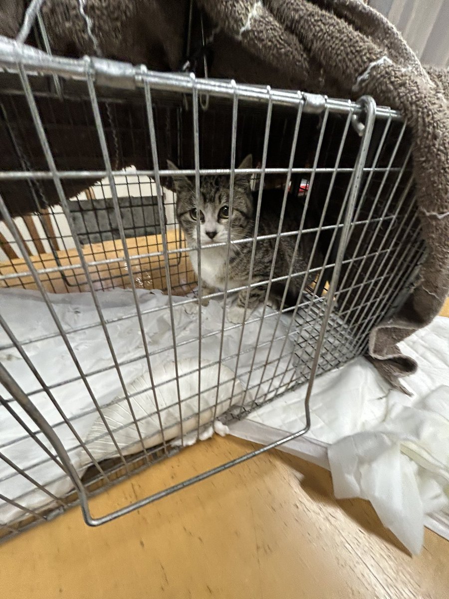 動物専用 tweet media