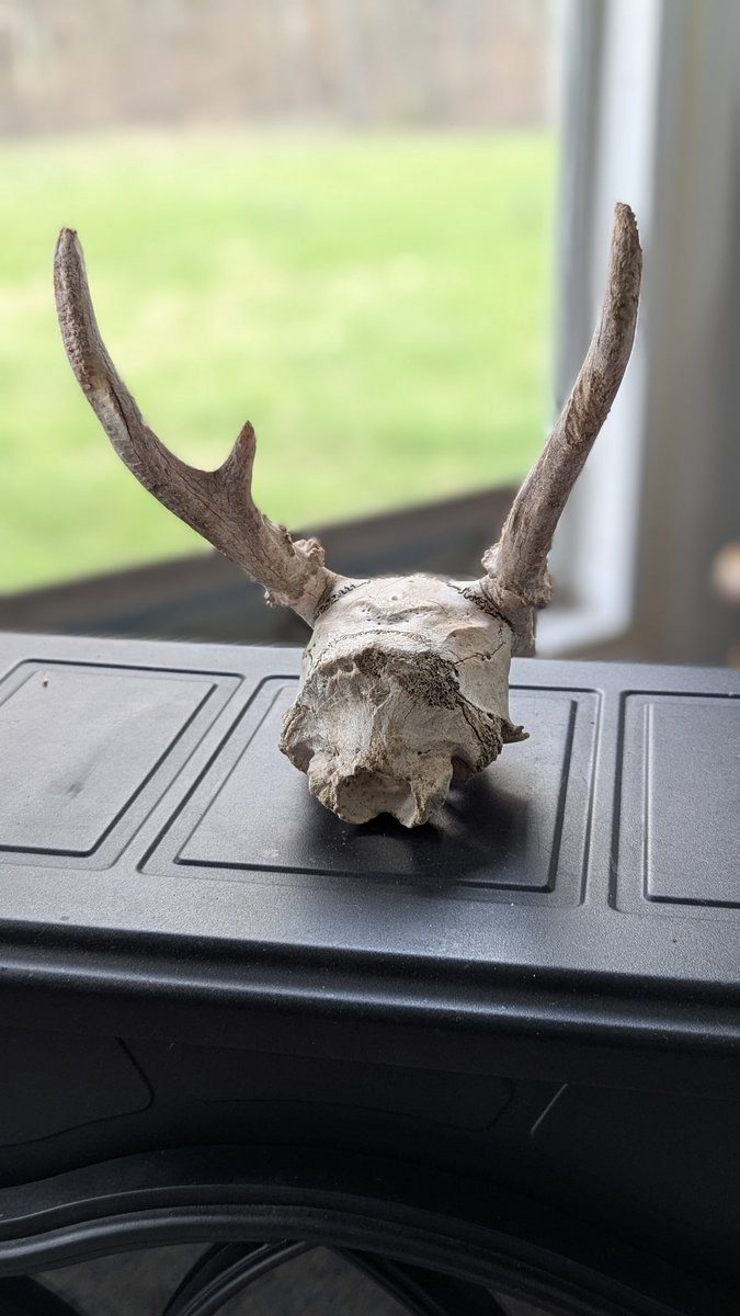 That's Wild! tweet media