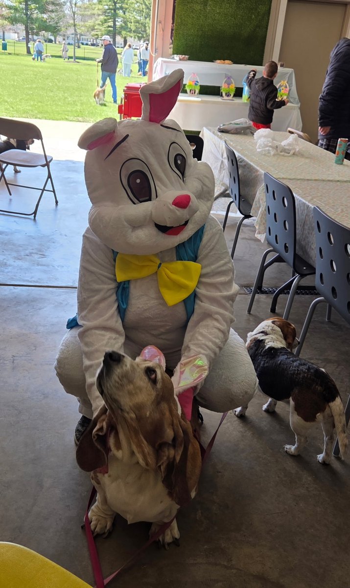 Guardian Angel Basset Rescue tweet media