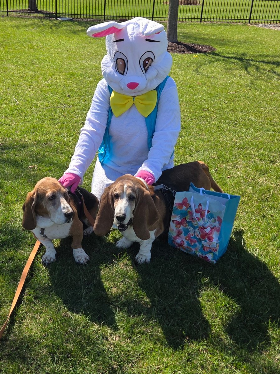 Guardian Angel Basset Rescue tweet media