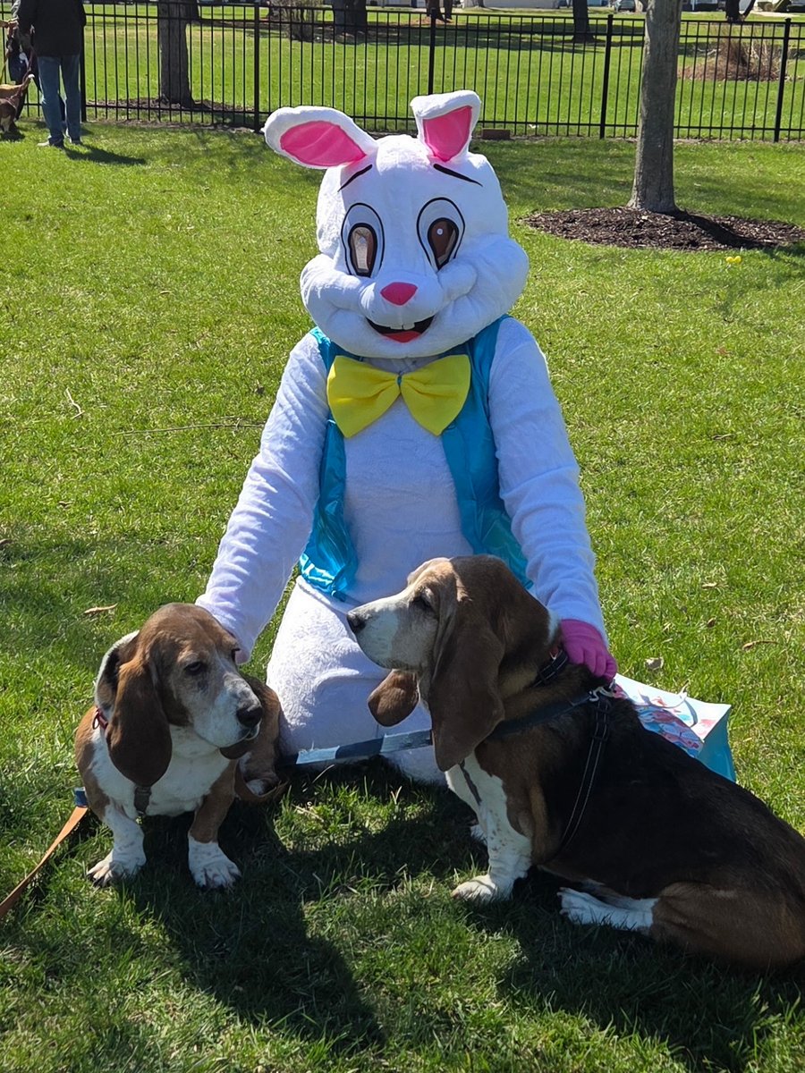 Guardian Angel Basset Rescue tweet media