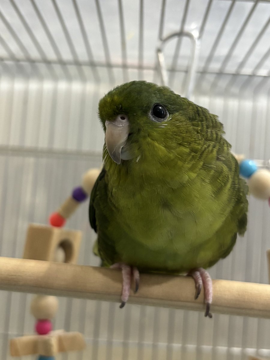 ﾚﾓﾏﾏ🍋( ●⁰⊖⁰●) 𓂋𓇋𓅓𓍯𓅓𓄿𓅓𓄿 tweet media