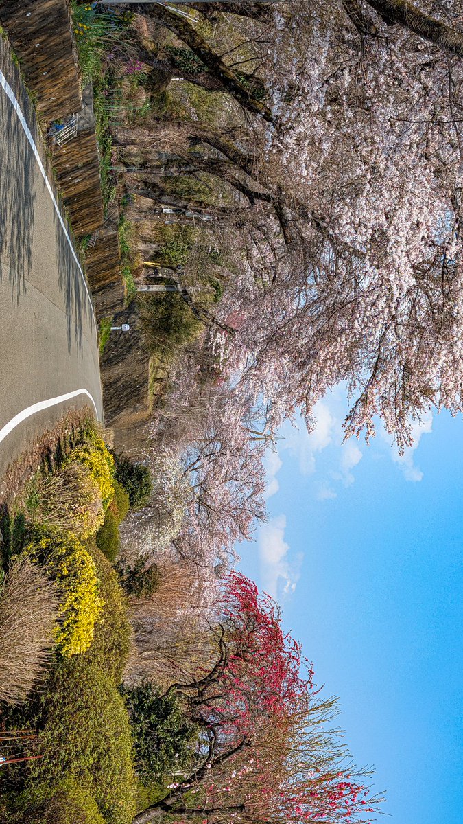 あっさらしい～！ tweet media