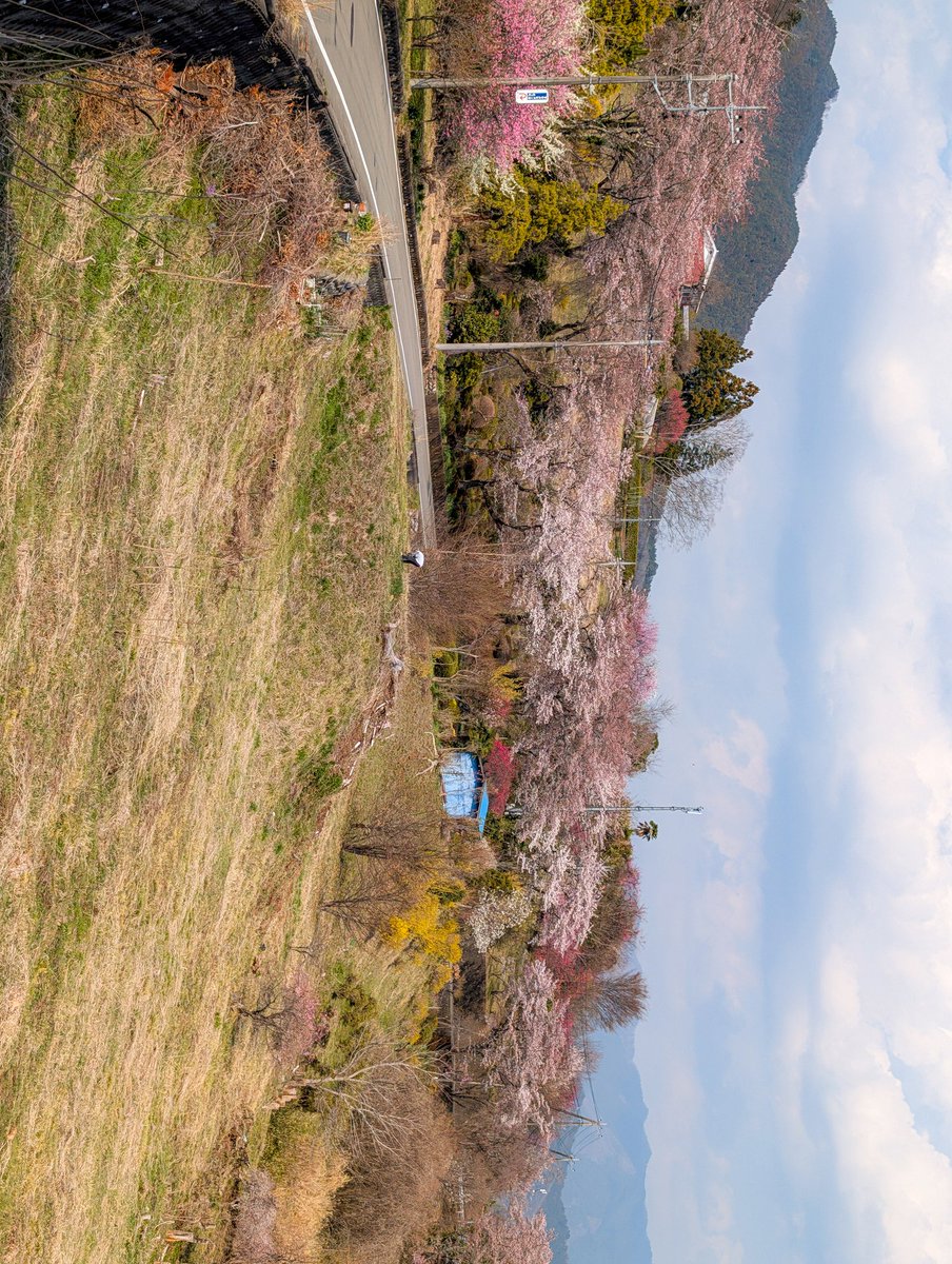 あっさらしい～！ tweet media