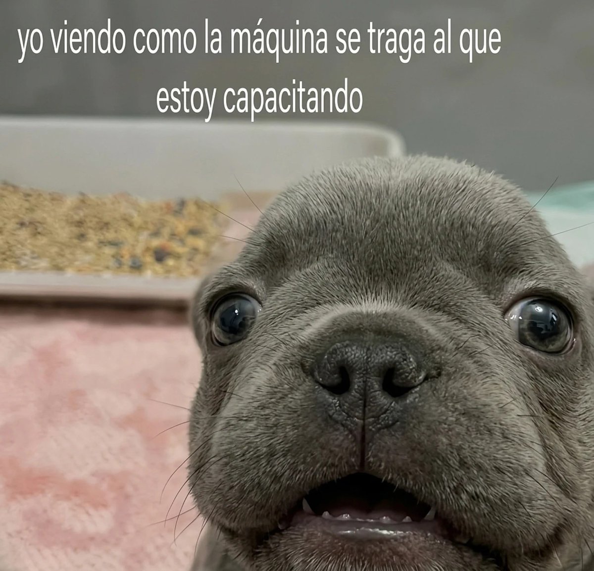 Mundo de Bigotes tweet media