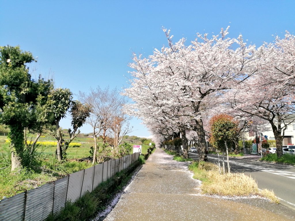 さくらはやて🌸 tweet media