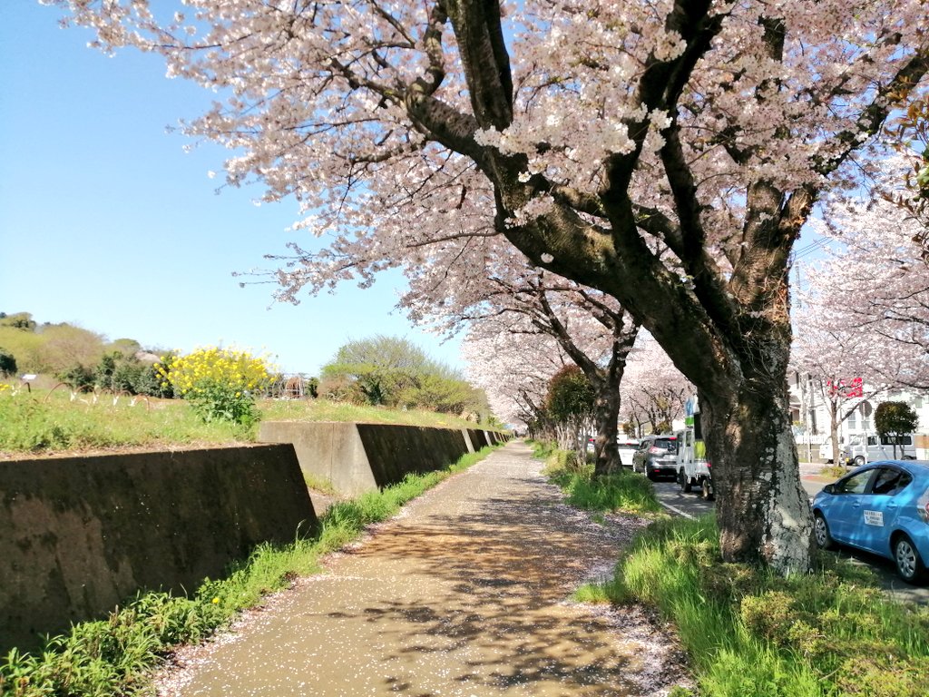 さくらはやて🌸 tweet media