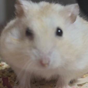 졸린 이장과 쥐인님들 tweet media