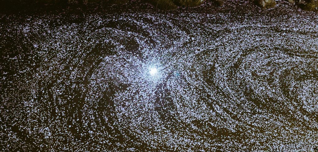 clover_krochan's tweet photo. 夜の川を流れる桜の花びら
星雲のようです https://t.co/kcQwfPXkXK
