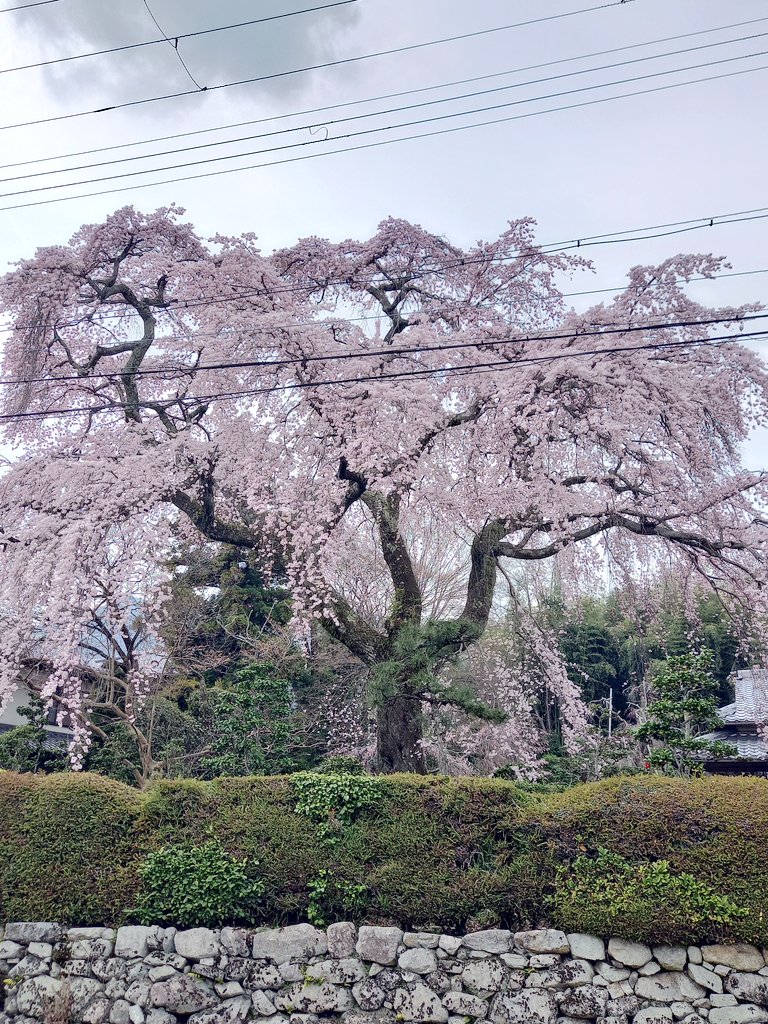 じゃーこ🐠 tweet media