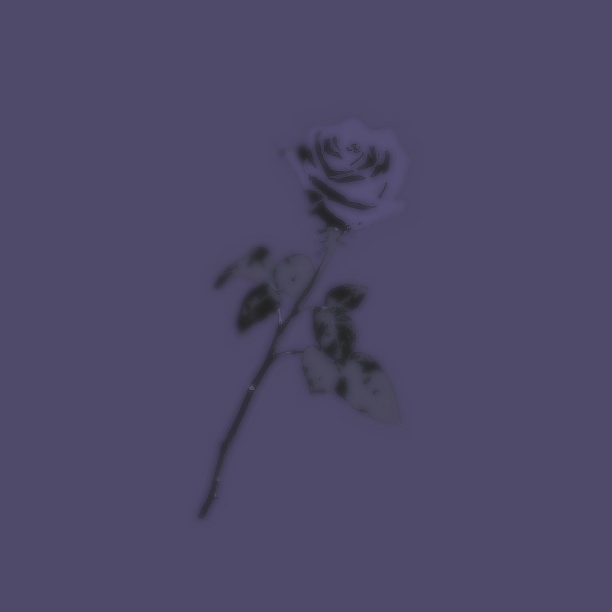 ᅠ ᅠᅠᅠ ᅠ ᯓ🌹 ᅠ三島˓ ᅠ超狼 ᅠᵎ tweet media
