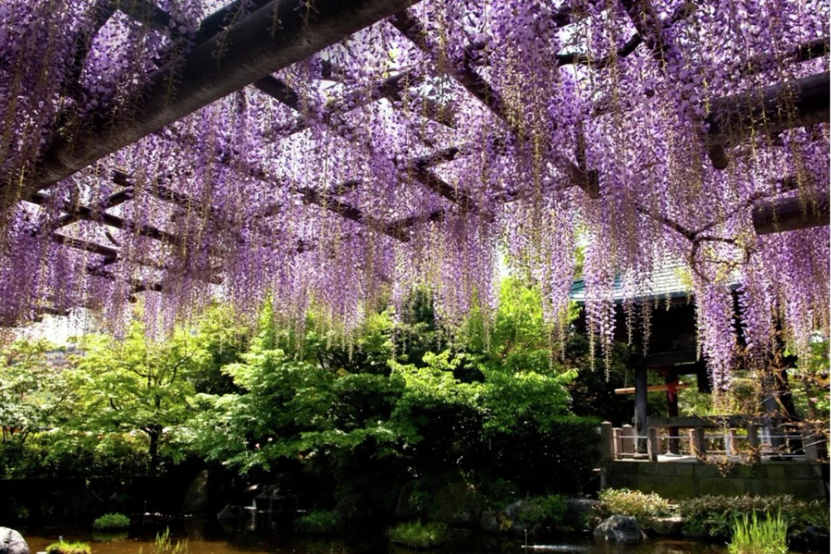 enjoy_tokyo's tweet photo. 【東京】幻想的な藤の花を楽しめるスポット8選😊

可憐で美しい藤棚を観賞できる公園や神社などを厳選してご紹介します👀✨

・亀戸天神社
・西新井大師
・神代植物公園など

https://t.co/r1WUACgXKC https://t.co/3jv3xpjT44