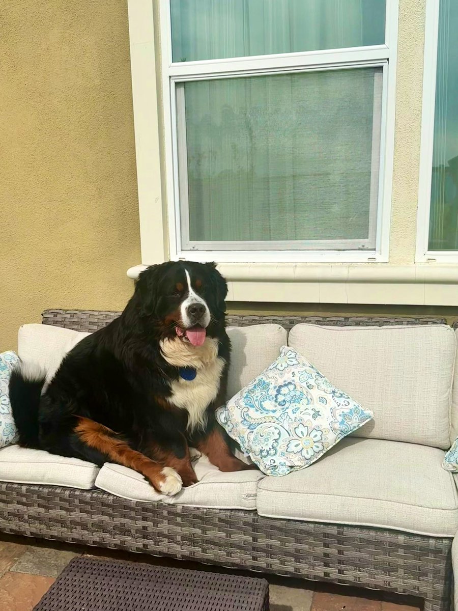 RevaliTheBerner tweet media