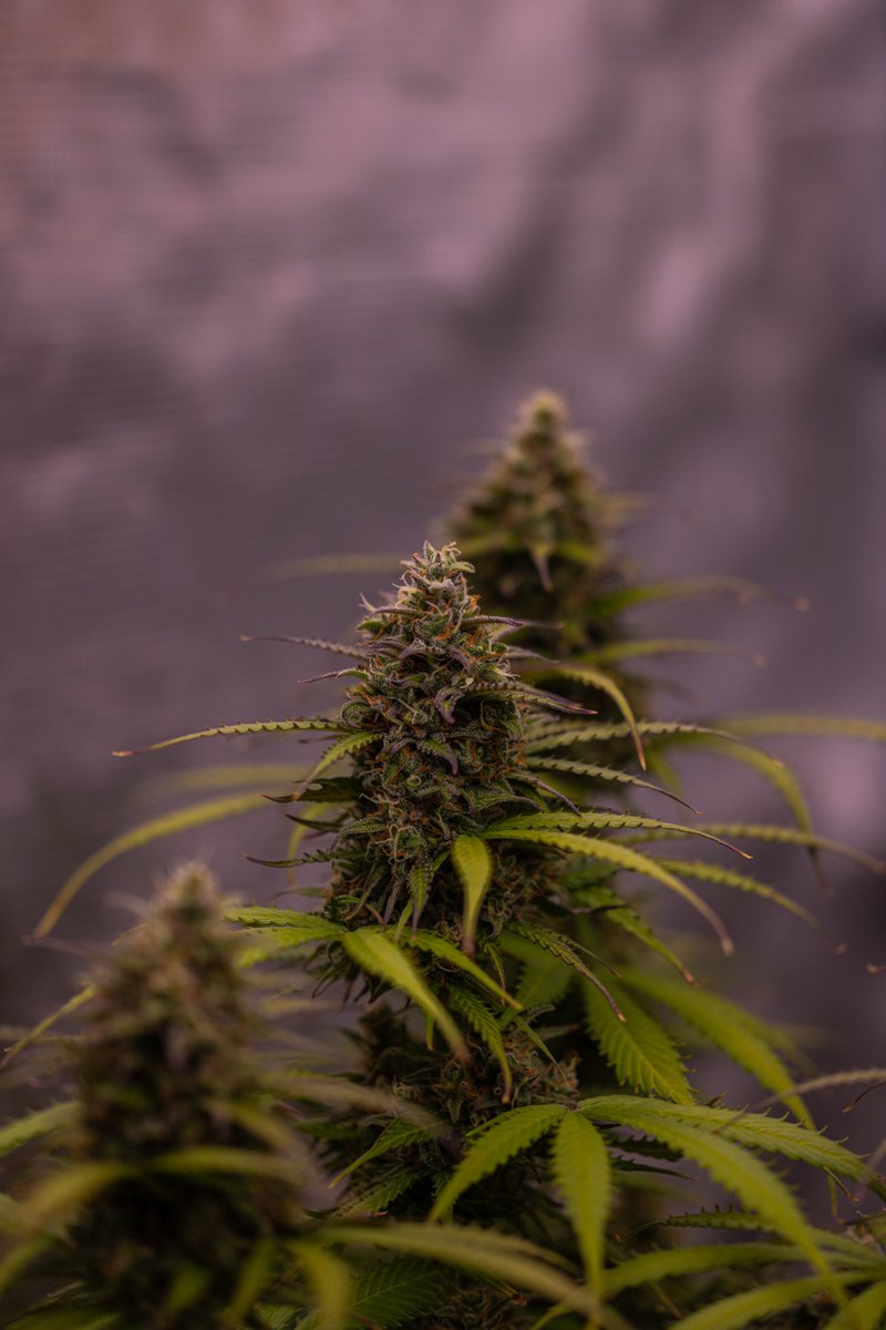 Cannabeast40 tweet media