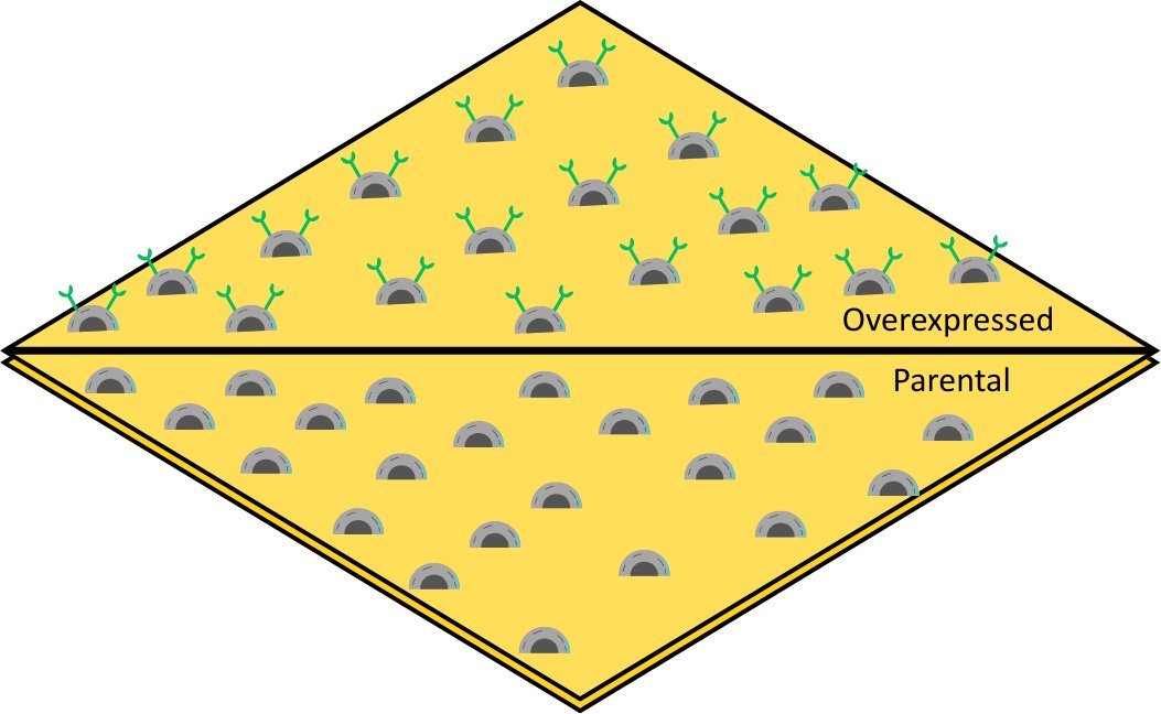 BiosensingIns's tweet photo. Our newest AppNote on Two-Well #SPRMicroscopy is available to read now!

Read it here: https://t.co/nLoqQehwtr

#DrugDiscovery #BindingKinetics https://t.co/TZ3yHcLwQN