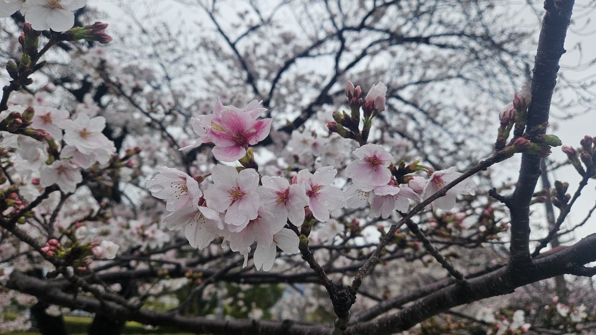 akirapitya's tweet photo. 今朝の早朝ジョギングで見た近所の桜

七割ほど咲いたか

つぼみが咲いていく早さに対して、追いたてられる切迫感に襲われている

ぼうっとしていたら時は光陰矢の如し

躊躇せず、一息つかず、行動し続けよう https://t.co/feGA4QRvdL