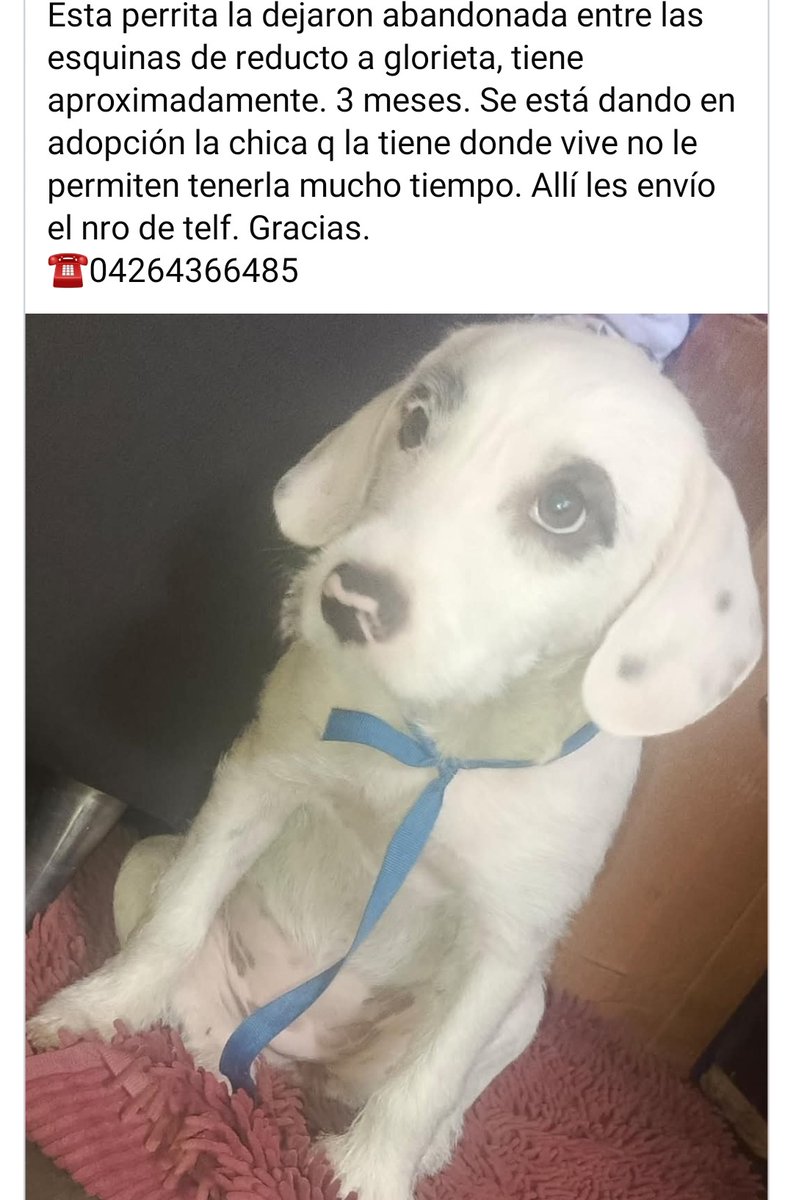 PerroUsuario Wof '•' tweet media