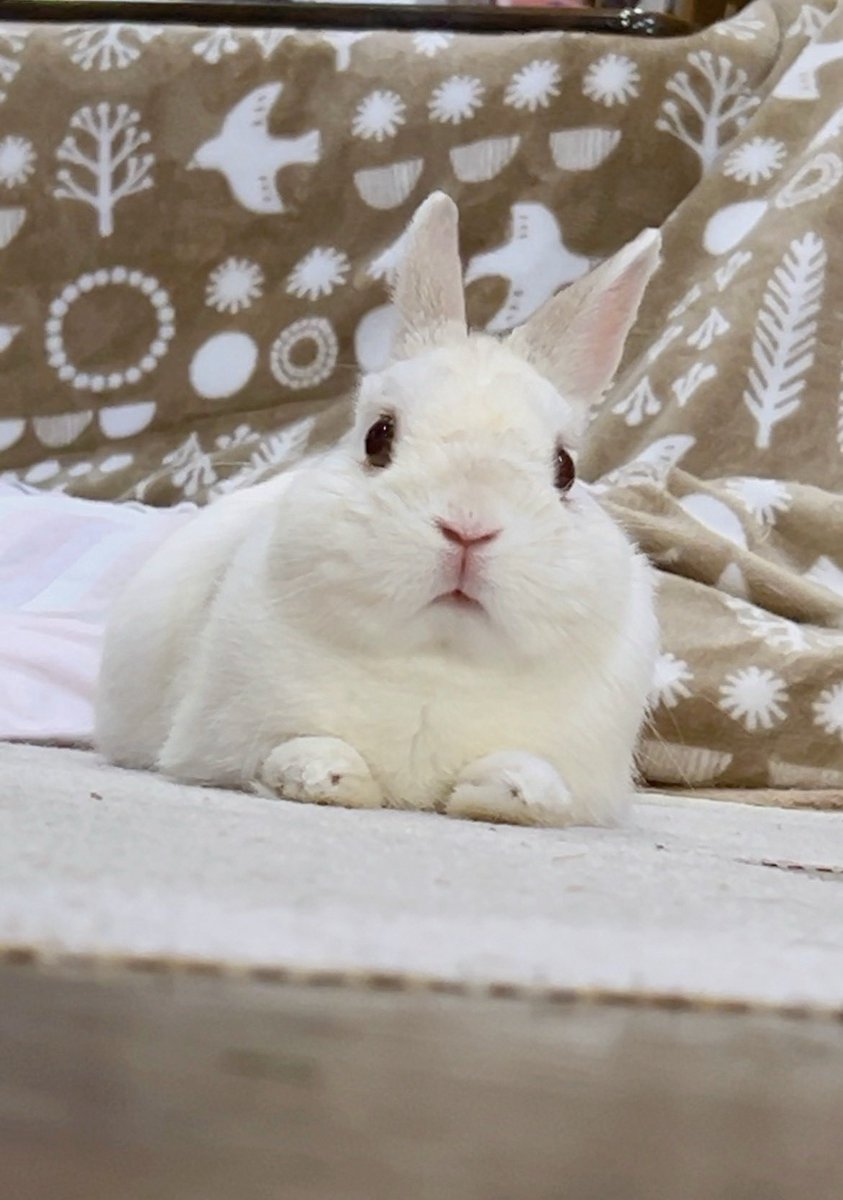 千代屋 tweet media