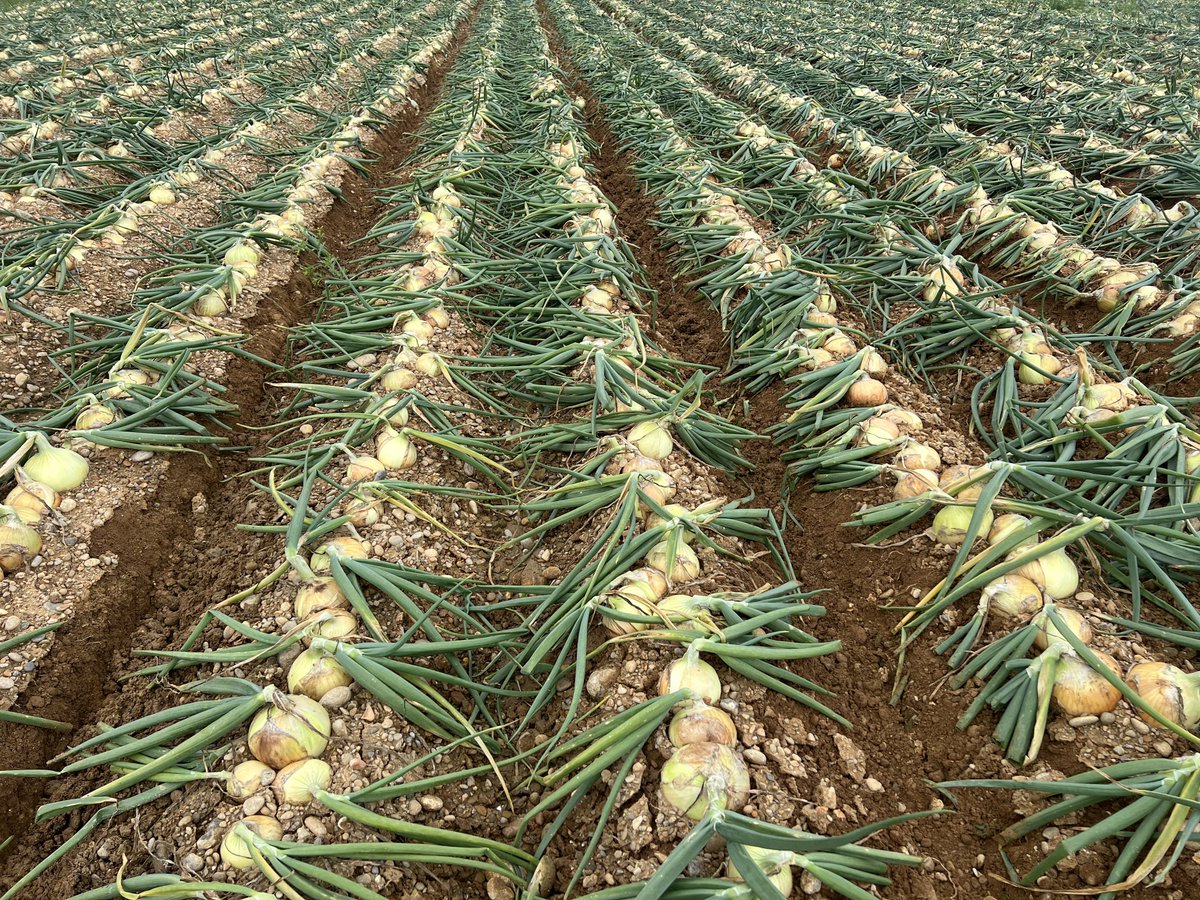 SITO.(シト) tweet media