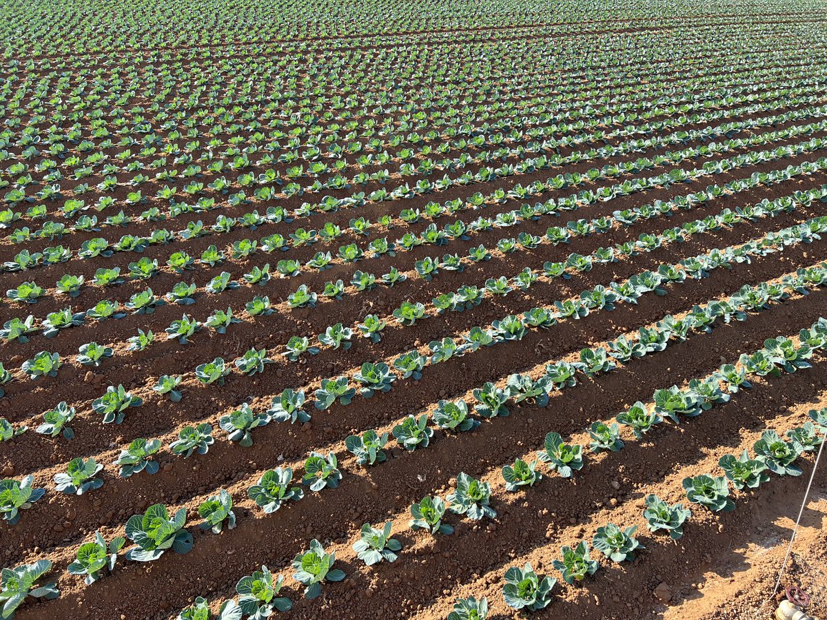 SITO.(シト) tweet media