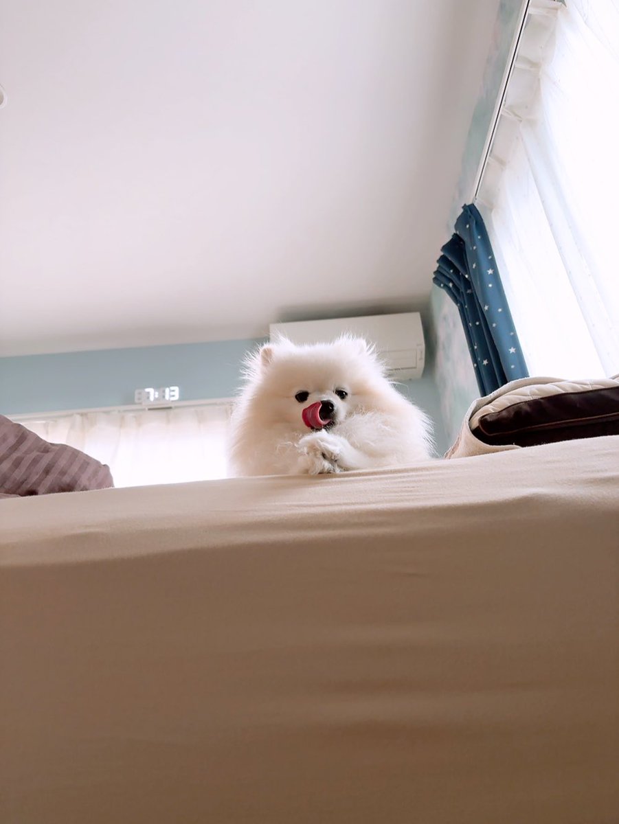 あぐ(8)うに(3)🐾🐾 tweet media