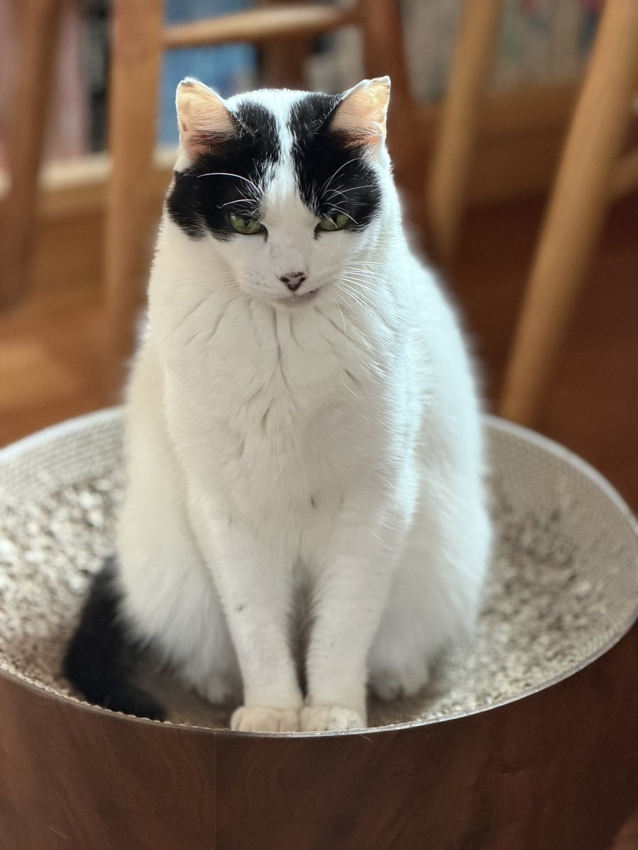 波津彬子 tweet media