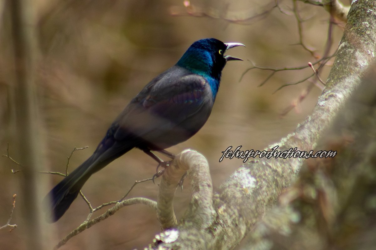ripka_lance's tweet photo. A Blackbird’s True Colors”

This so-called “blackbird” proves it’s anything but ordinary—the Common Grackle flashes deep blues, greens, and purples when the light hits just right.

#CommonGrackle #BirdPhotography #WildlifePerfection #NatureLovers #birds #felusproductions https://t.co/zdjSZDaQGq