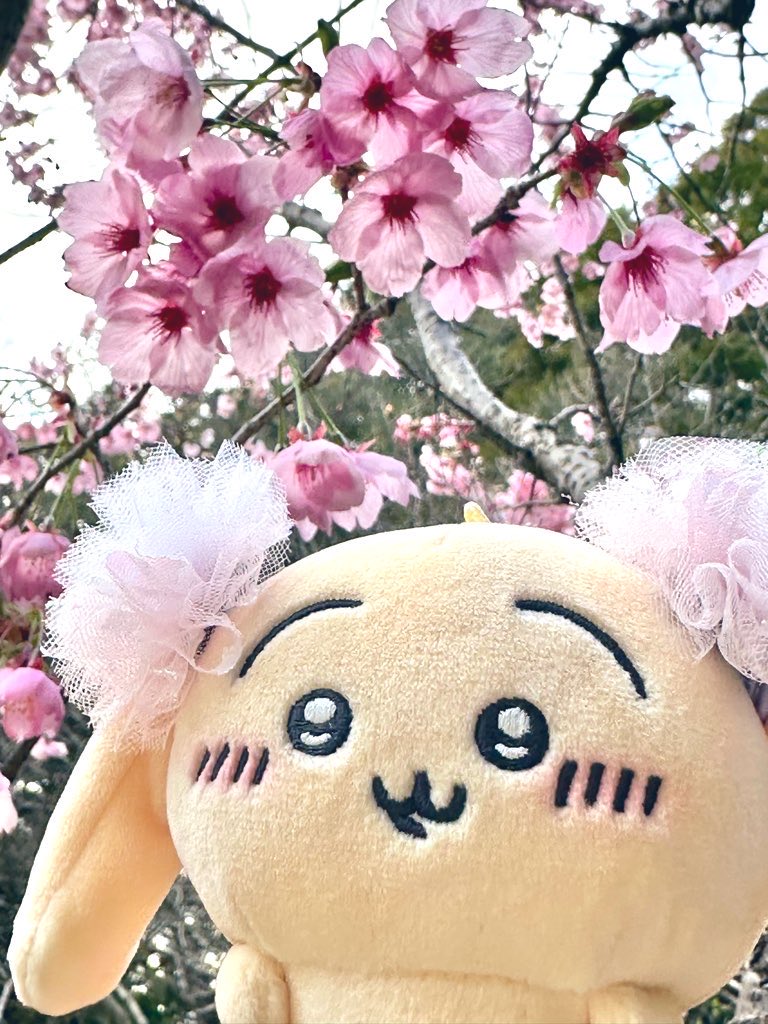 しぽぽ೨⁾⁾ tweet media