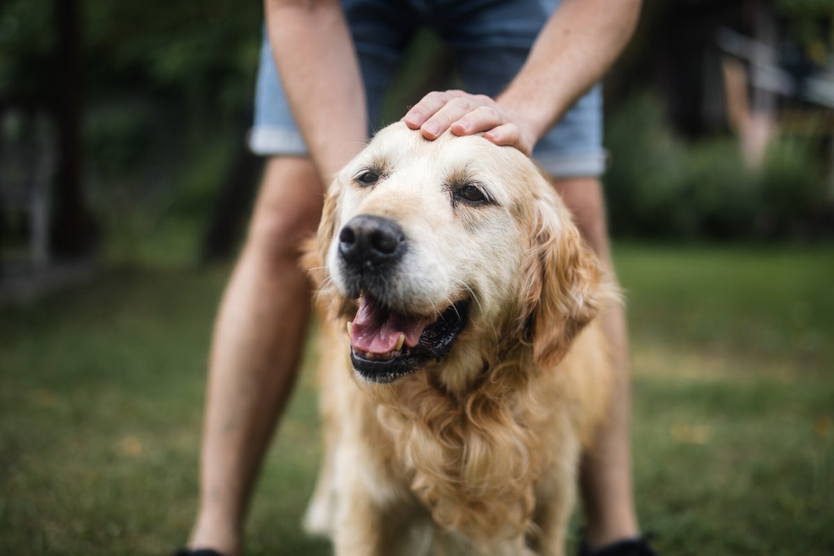 Texas A&M VetMed tweet media