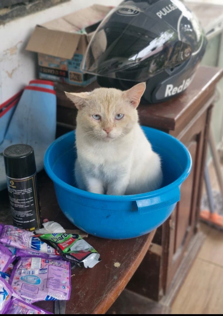 Abrahamovich tweet media