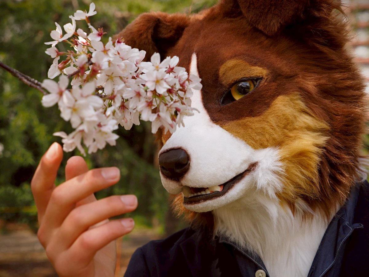 「Cherry blossoms are beautiful☺️」

Photo by (<a href="/yultuku/">ユック</a> )

#shippocrafts 
#FursuitEveryday 
#Bill_CurtisMemory