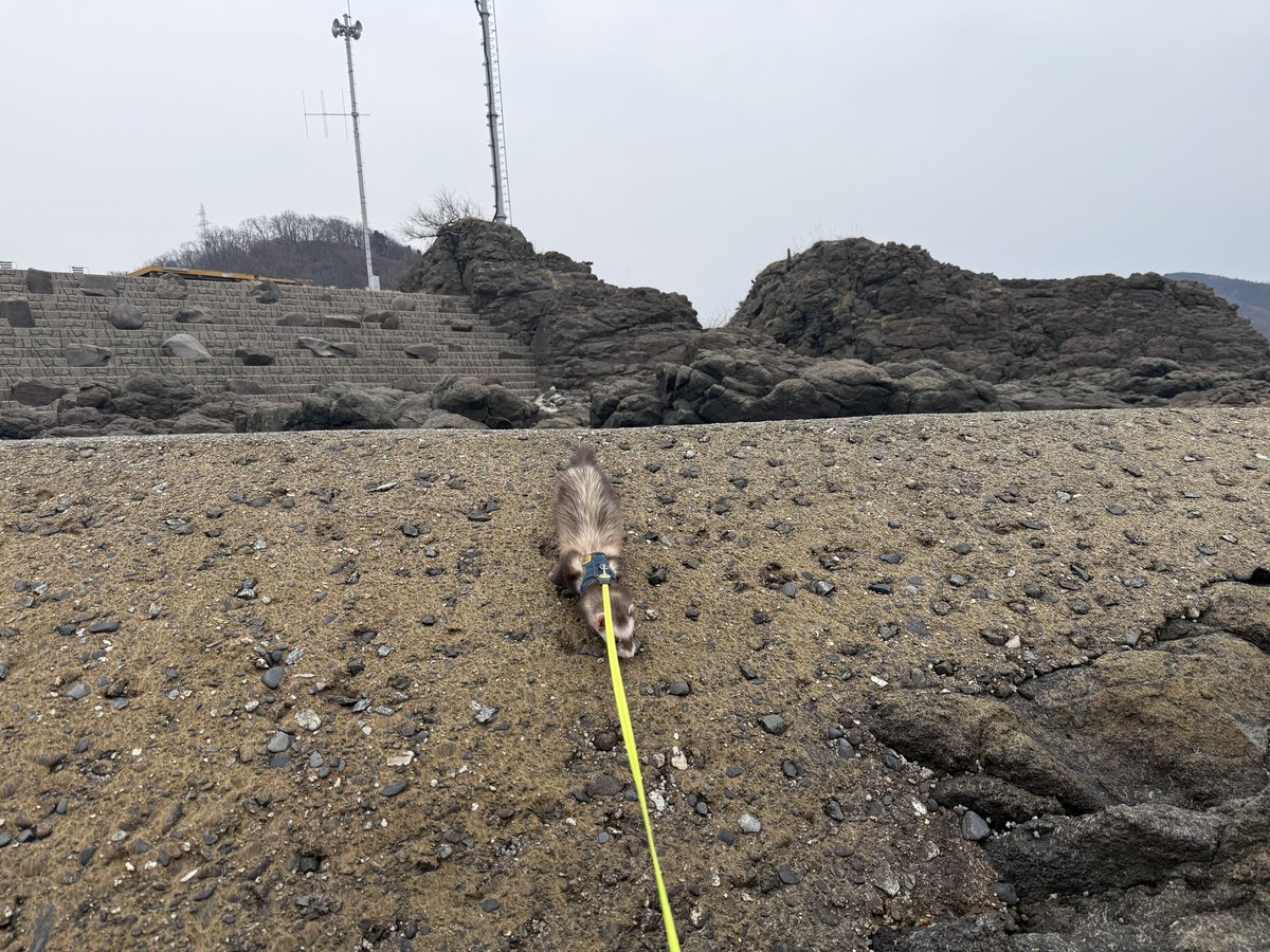 飯友らん子 tweet media