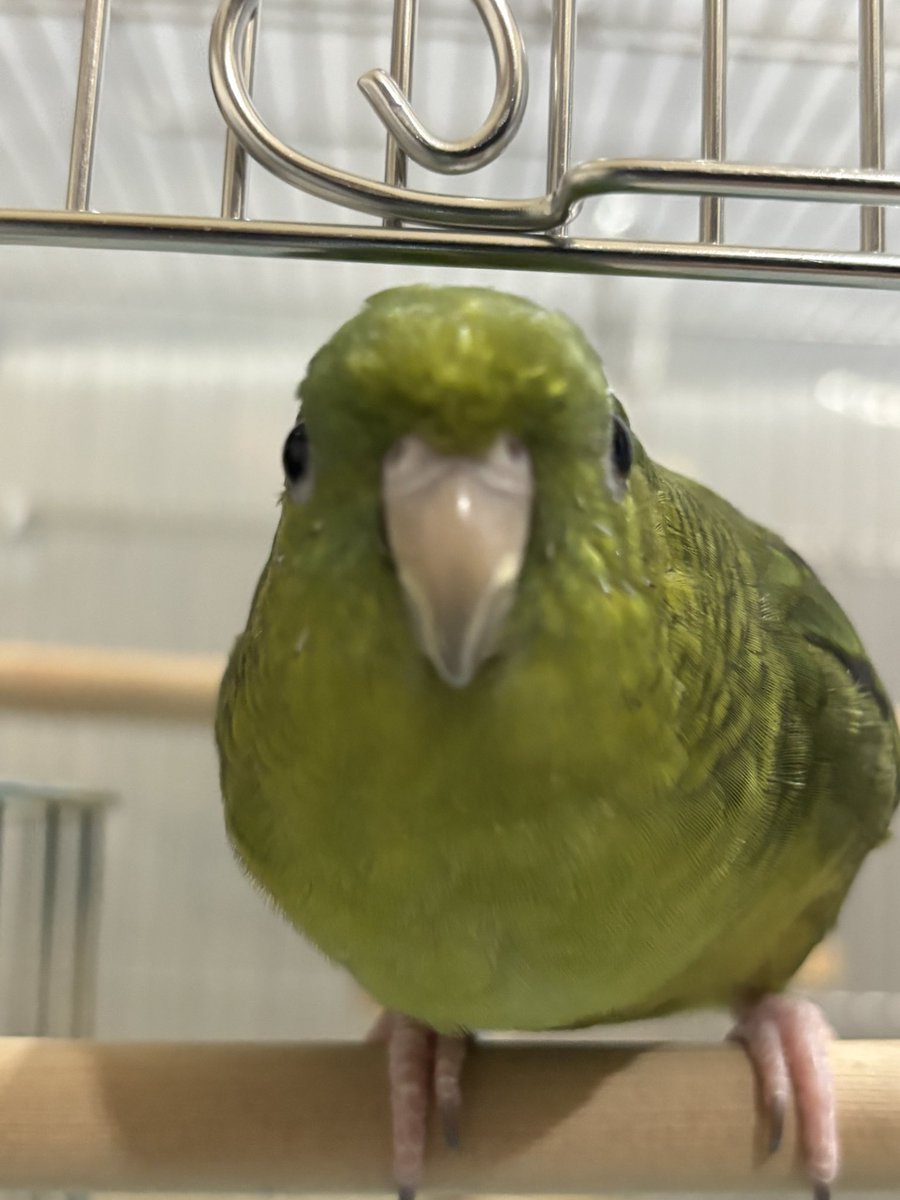 ﾚﾓﾏﾏ🍋( ●⁰⊖⁰●) 𓂋𓇋𓅓𓍯𓅓𓄿𓅓𓄿 tweet media