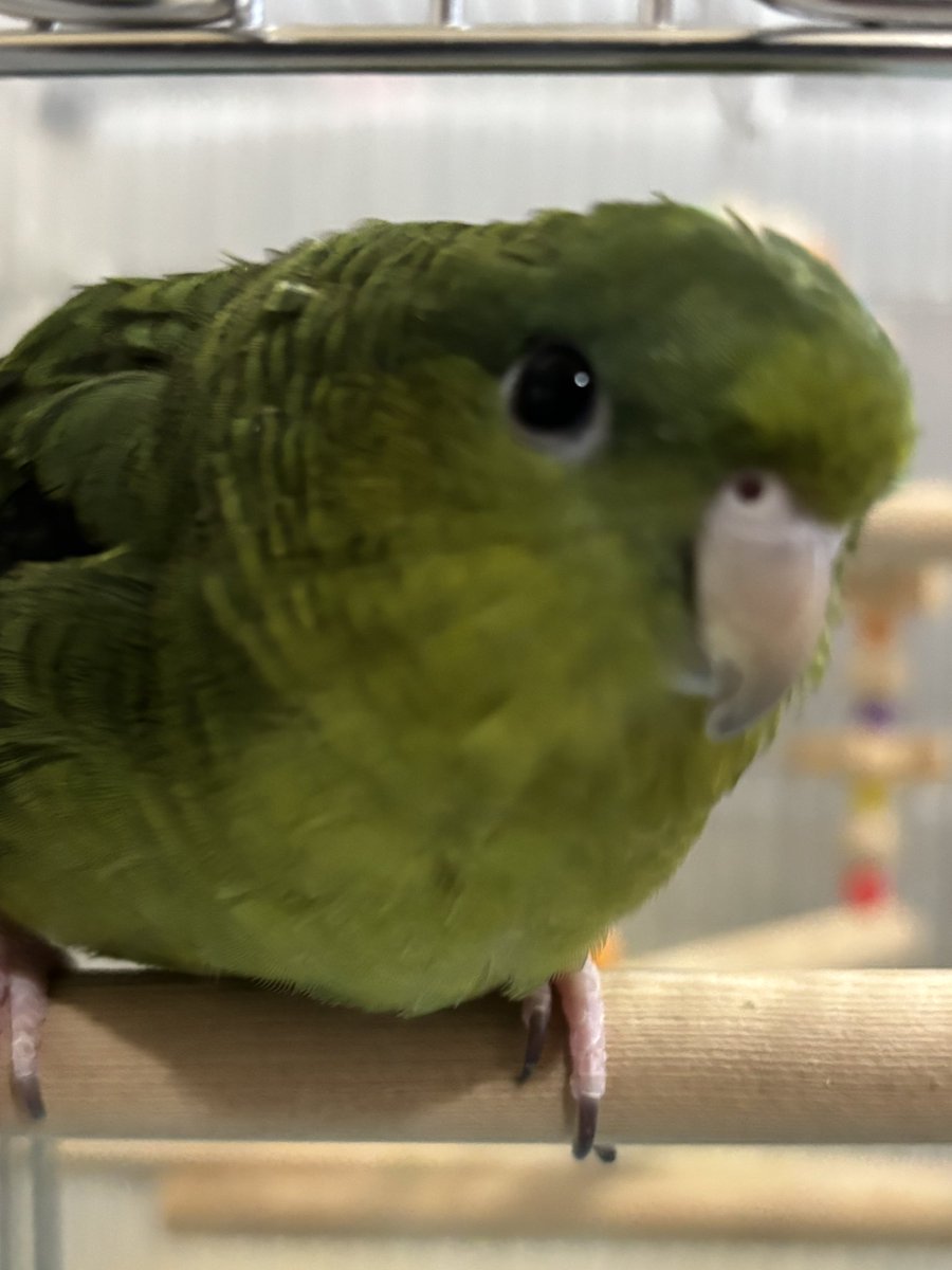 ﾚﾓﾏﾏ🍋( ●⁰⊖⁰●) 𓂋𓇋𓅓𓍯𓅓𓄿𓅓𓄿 tweet media