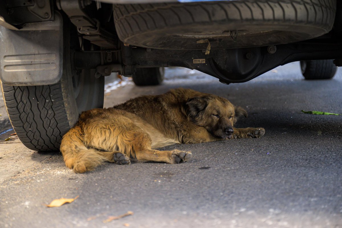 Continuamos con operativos en la colonia Rábida, junto a agentes del <a href="/CAMSanSalvador/">CAM San Salvador</a> y en coordinación con la Secretaría @MujeryFamiliaSS. 

Durante las inspecciones, verificamos las condiciones de las mascotas y promovimos el bienestar, el respeto y la tenencia responsable.