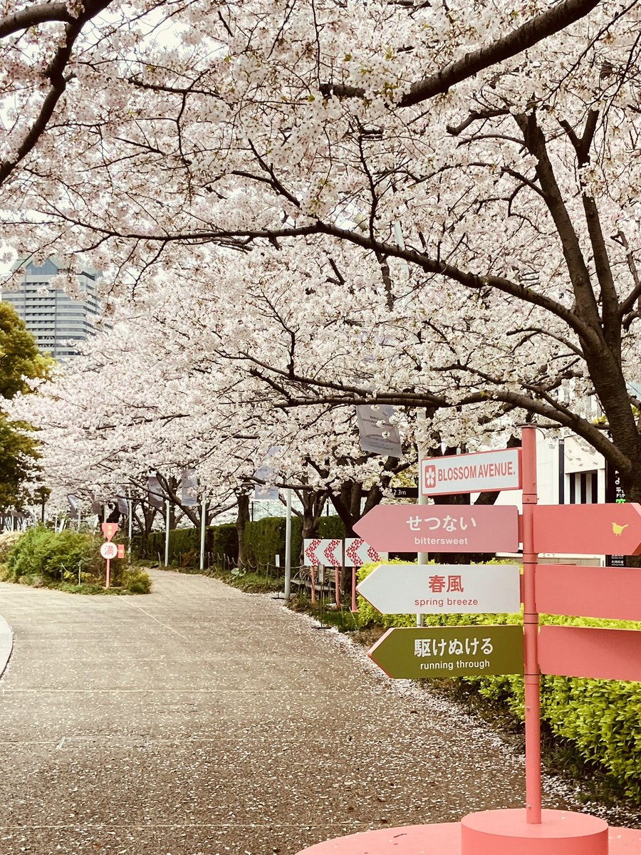 あだっぷ@2026.4.26かすみがうらマラソン tweet media