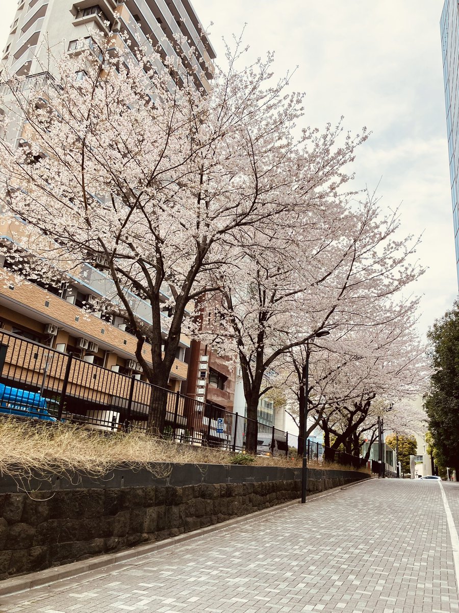 あだっぷ@2026.4.26かすみがうらマラソン tweet media