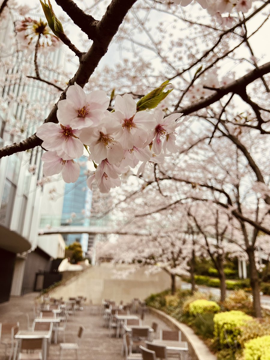 あだっぷ@2026.4.26かすみがうらマラソン tweet media