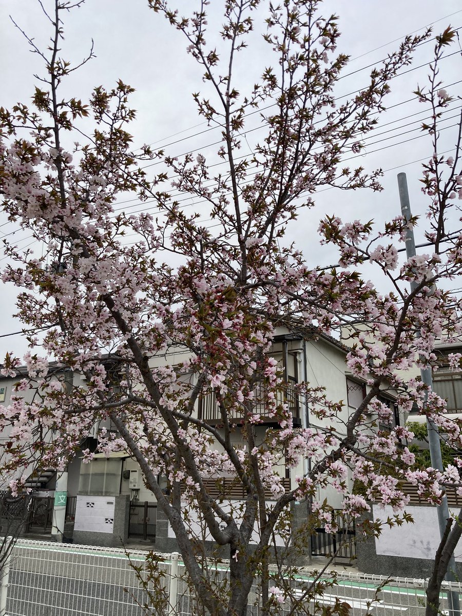 ミック博士＠4.18昭和プロレス復活祭 tweet media