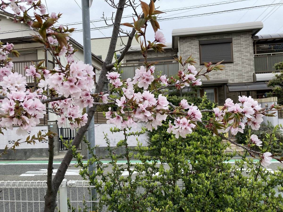 ミック博士＠4.18昭和プロレス復活祭 tweet media