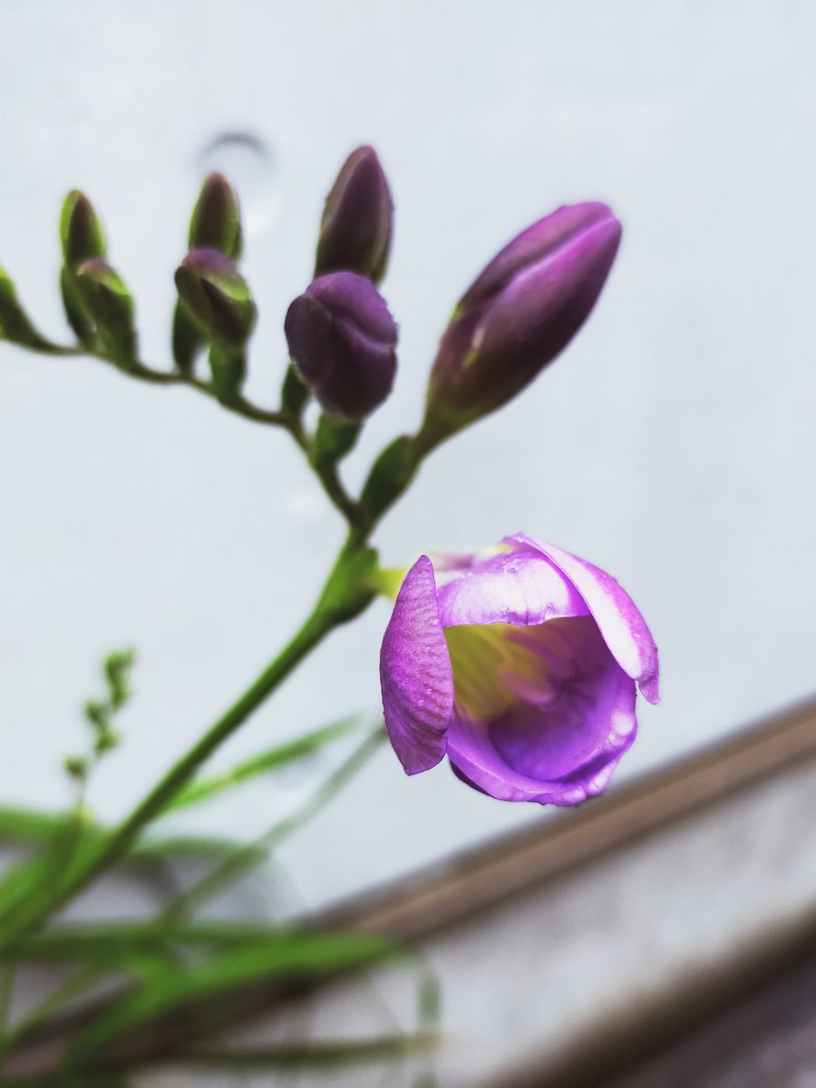 やまもと はづき☽山本葉月 tweet media